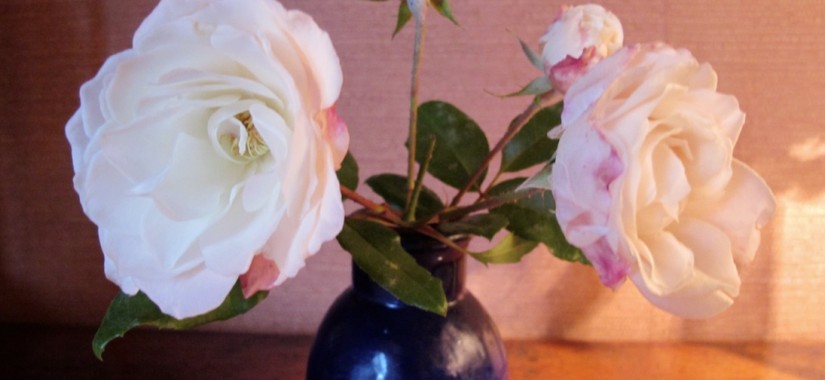 roses décembre