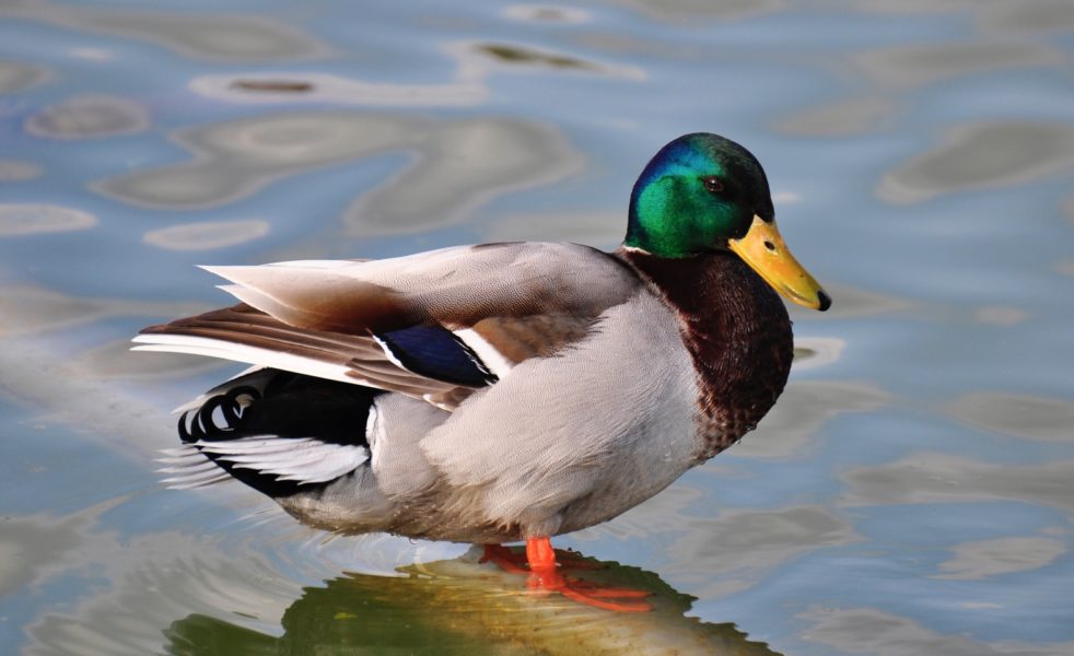 Le canard dans la mémoire populaire d'Alsace