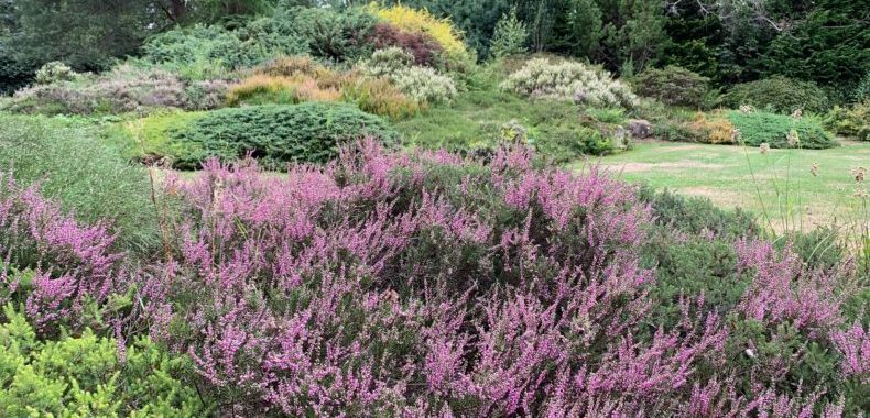 Jardins des callunes bruyère