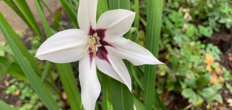 glaieul gladiolus