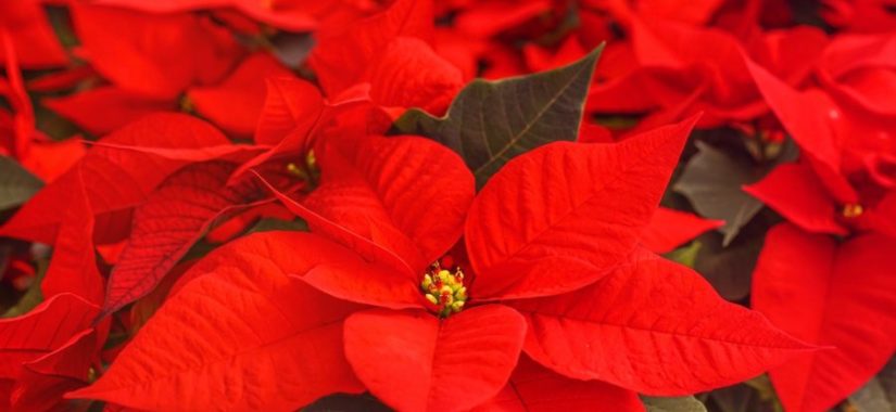 poinsettia-4636921_1920 pixabay